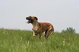 DOGUE ALLEMAND 499